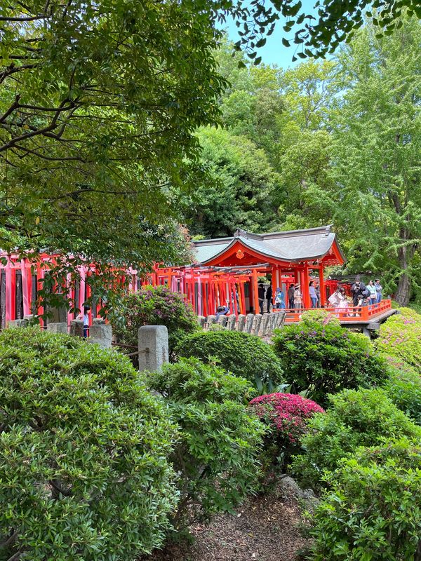 日本・東京都「日帰り　谷根千」の写真：ツツジは終わってました