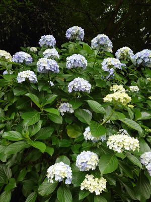 紫陽花に薔薇
浅見光彦出てきそう