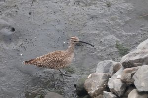 東京港野鳥公園で見た野鳥たち。チュウシャクシギが近くまで来てくれました。