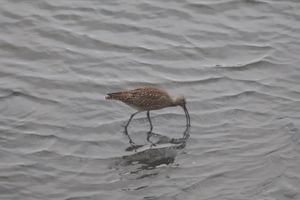 東京港野鳥公園で見た野鳥たち。チュウシャクシギが近くまで来てくれました。