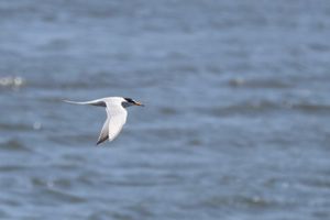 葛西臨海公園で見た野鳥たち。クロツラヘラサギは世界でも600羽しかいないと...