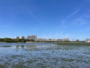 午後からは千葉県の谷津干潟へ。こちらもラムサール条約に登録された湿地。こち...