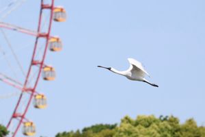 葛西臨海公園で見た野鳥たち。クロツラヘラサギは世界でも600羽しかいないと...