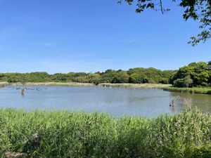 先ずは葛西臨海公園野鳥園へ。雲ひとつない青空でした。