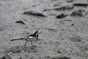 東京港野鳥公園で見た野鳥たち。チュウシャクシギが近くまで来てくれました。