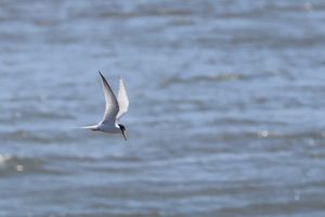 葛西臨海公園で見た野鳥たち。クロツラヘラサギは世界でも600羽しかいないと...