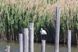 葛西臨海公園で見た野鳥たち。クロツラヘラサギは世界でも600羽しかいないと...