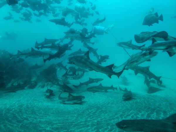 日本・千葉県「シャークスクランブル🦈」の写真：サメ！サメ！サメ！
