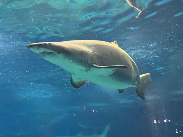 日本・茨城県「茨城で苺狩り＆水族館」の写真：いつかはダイビングで会いたいシロワニ。
...