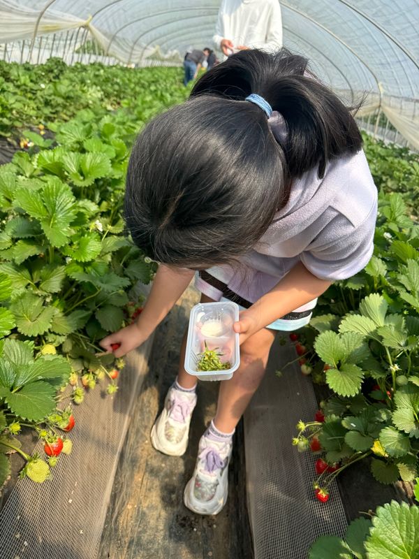 日本・茨城県「茨城で苺狩り＆水族館」の写真
