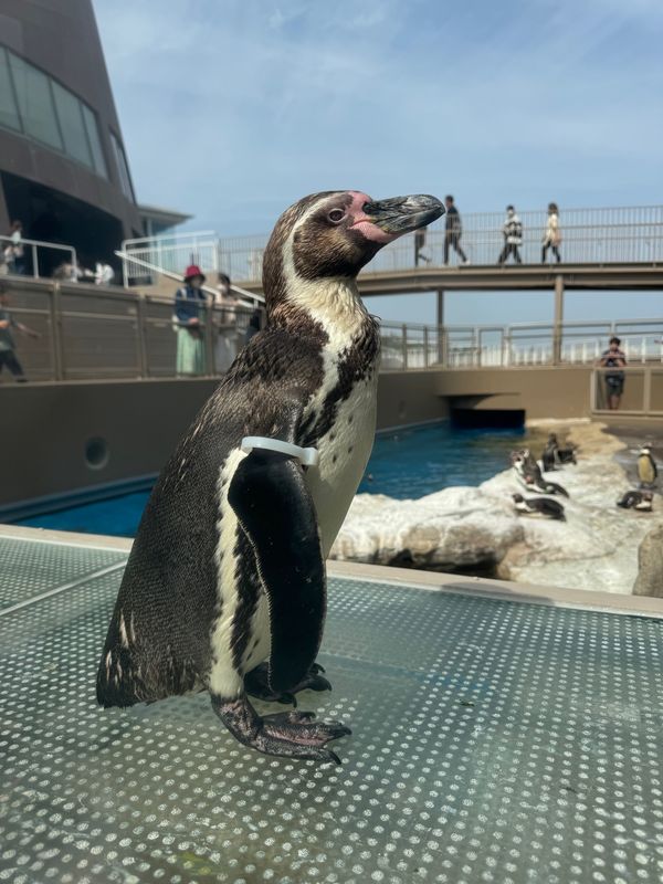 日本・茨城県「茨城で苺狩り＆水族館」の写真