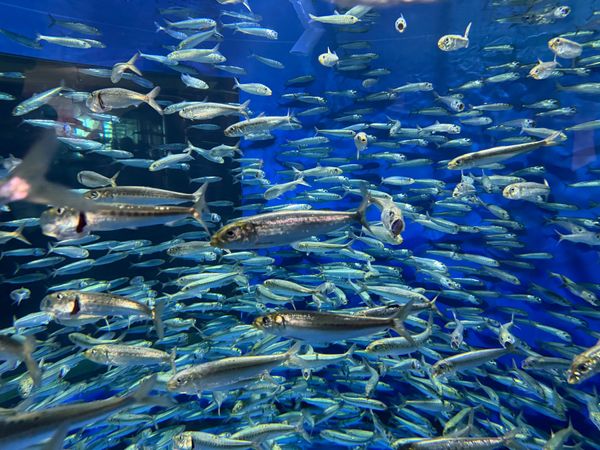 日本・茨城県「茨城で苺狩り＆水族館」の写真：こんなイワシの群れに飛び込んでみたい