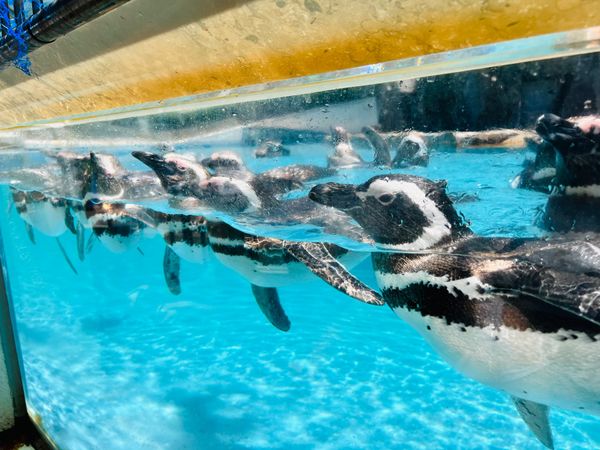 日本・石川県「能登とか高山とか色々巡る旅②」の写真