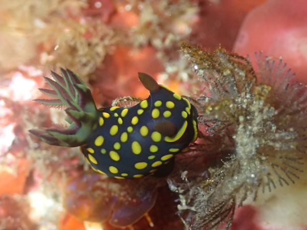 日本・東京都「大島ダイビング」の写真