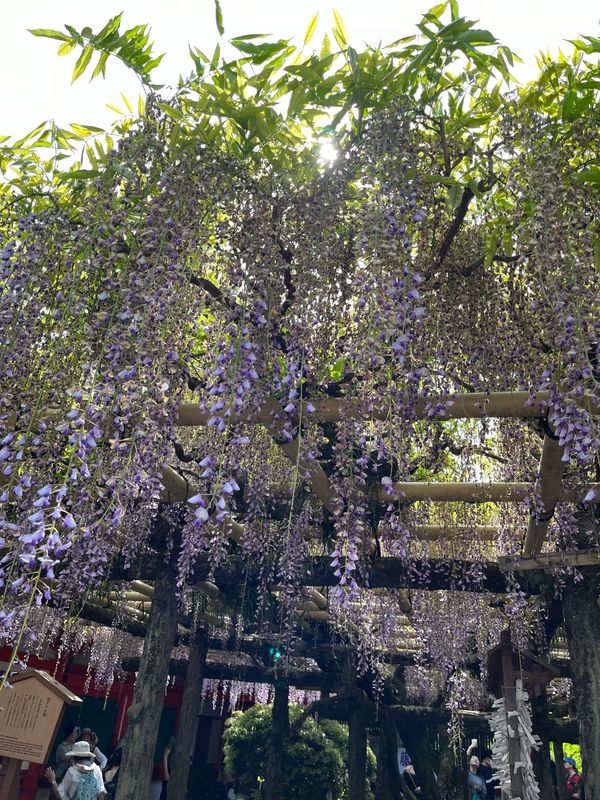 日本・奈良公園「奈良日帰りお出かけ」の写真