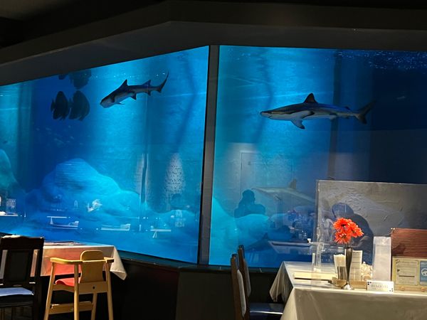 日本・宮城県「ハワイアンズ」の写真：サメ好きにはたまらない