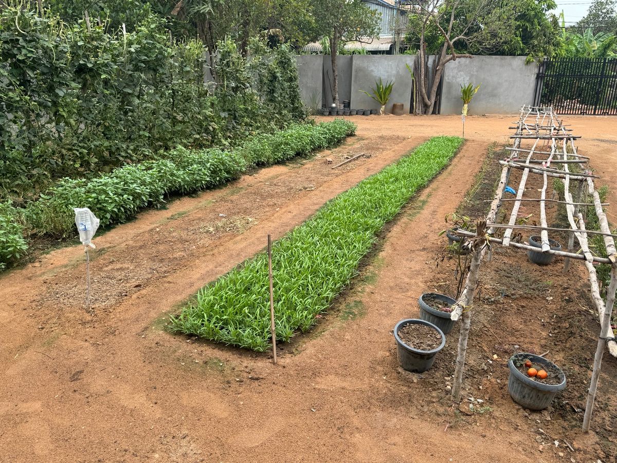 クメール料理教室内
野菜が自家栽培で大変美味しく頂きました🤤