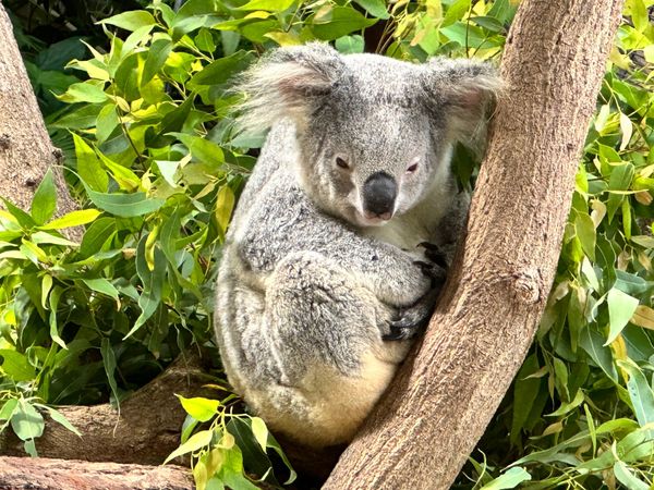 オーストラリア連邦・ケアンズ「オーストラリア　ケアンズ」の写真