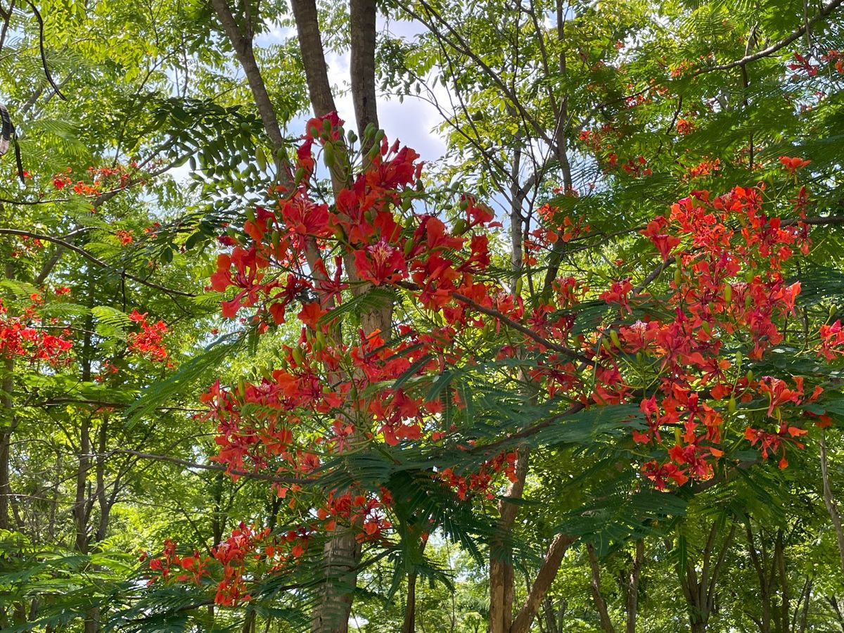 日本ではあまり見た事がない
熱帯三大花樹の「鳳凰の木」
自宅の庭に植えたい...