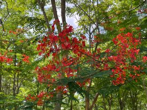 日本ではあまり見た事がない
熱帯三大花樹の「鳳凰の木」
自宅の庭に植えたい...