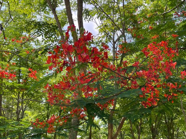 タイ・「プーケット」「シミラン諸島」「プーケットとアンコールワット」の写真：日本ではあまり見た事がない
熱帯三大花樹...