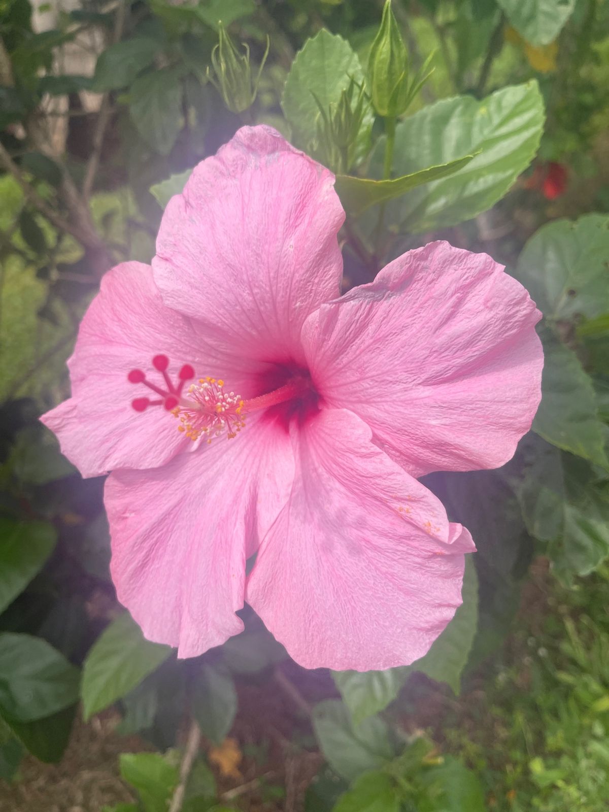 ハワイといえば花