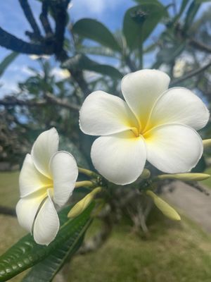 ハワイといえば花