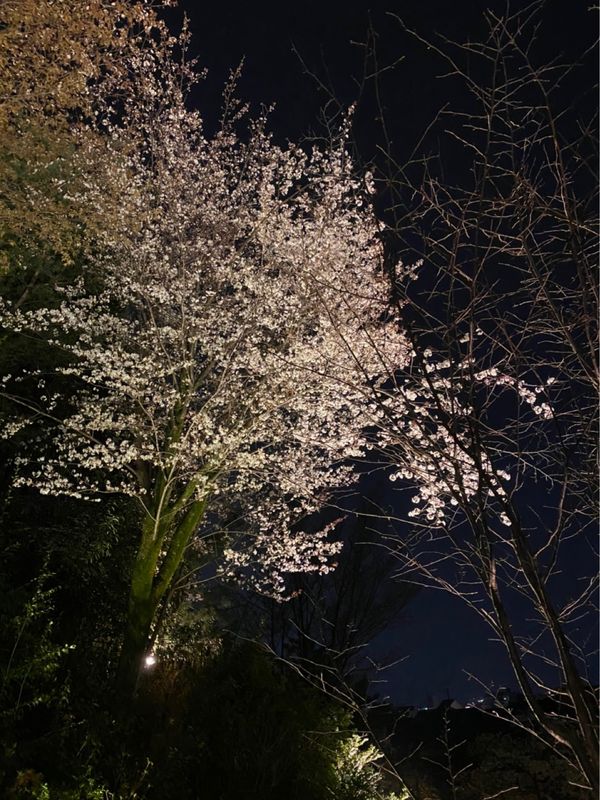 日本・京都府「家族で京都旅行」の写真