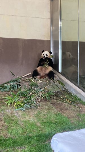 アドベンチャーワールド！パンダ会えたー