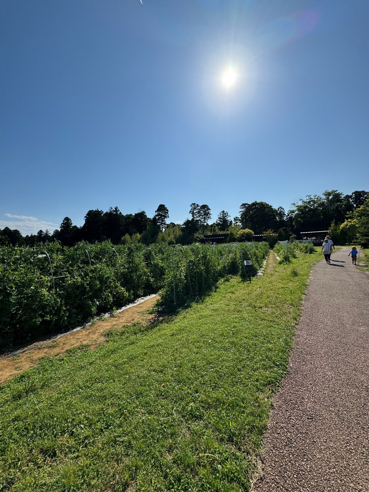 スナップエンドウ収穫

コテージ宿泊者だけ、スナップエンドウとってその場で...