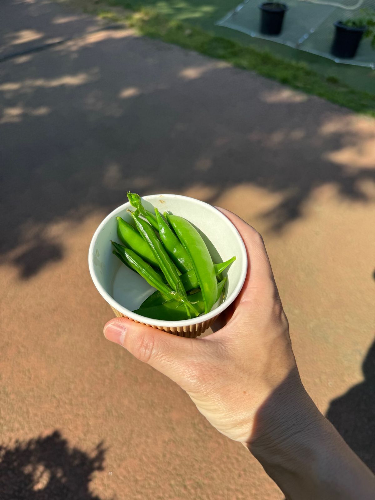 スナップエンドウ収穫

コテージ宿泊者だけ、スナップエンドウとってその場で...