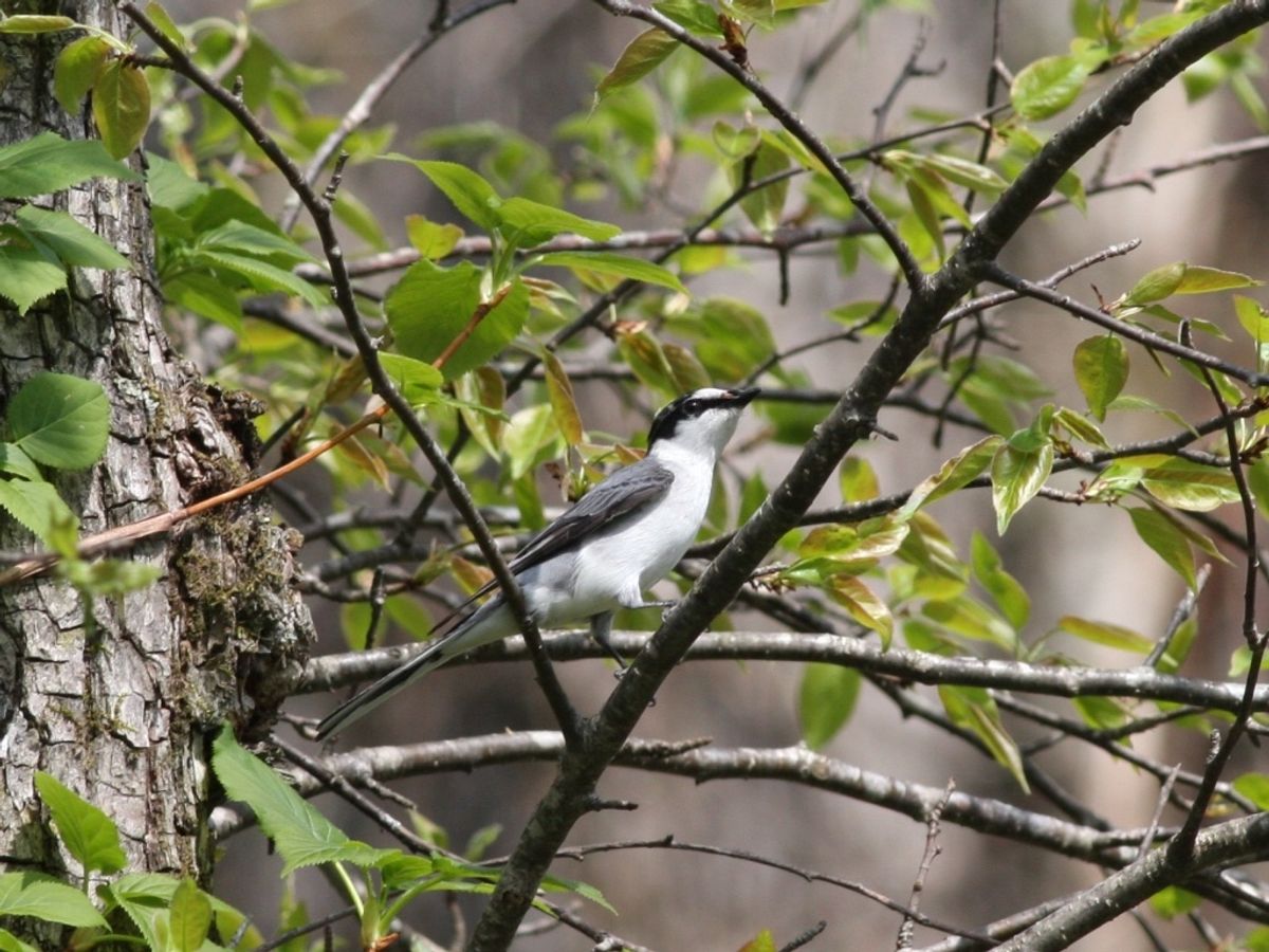 戸隠植物園でバードウオッチング。コガラ、サンショウクイ、アオジなどたくさん...