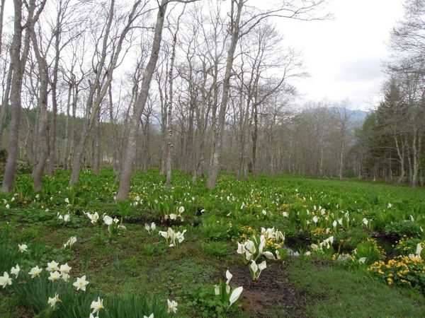 日本・長野県「戸隠バードウォッチングと花の旅」の写真：戸隠植物園でバードウオッチング。コガラ、...