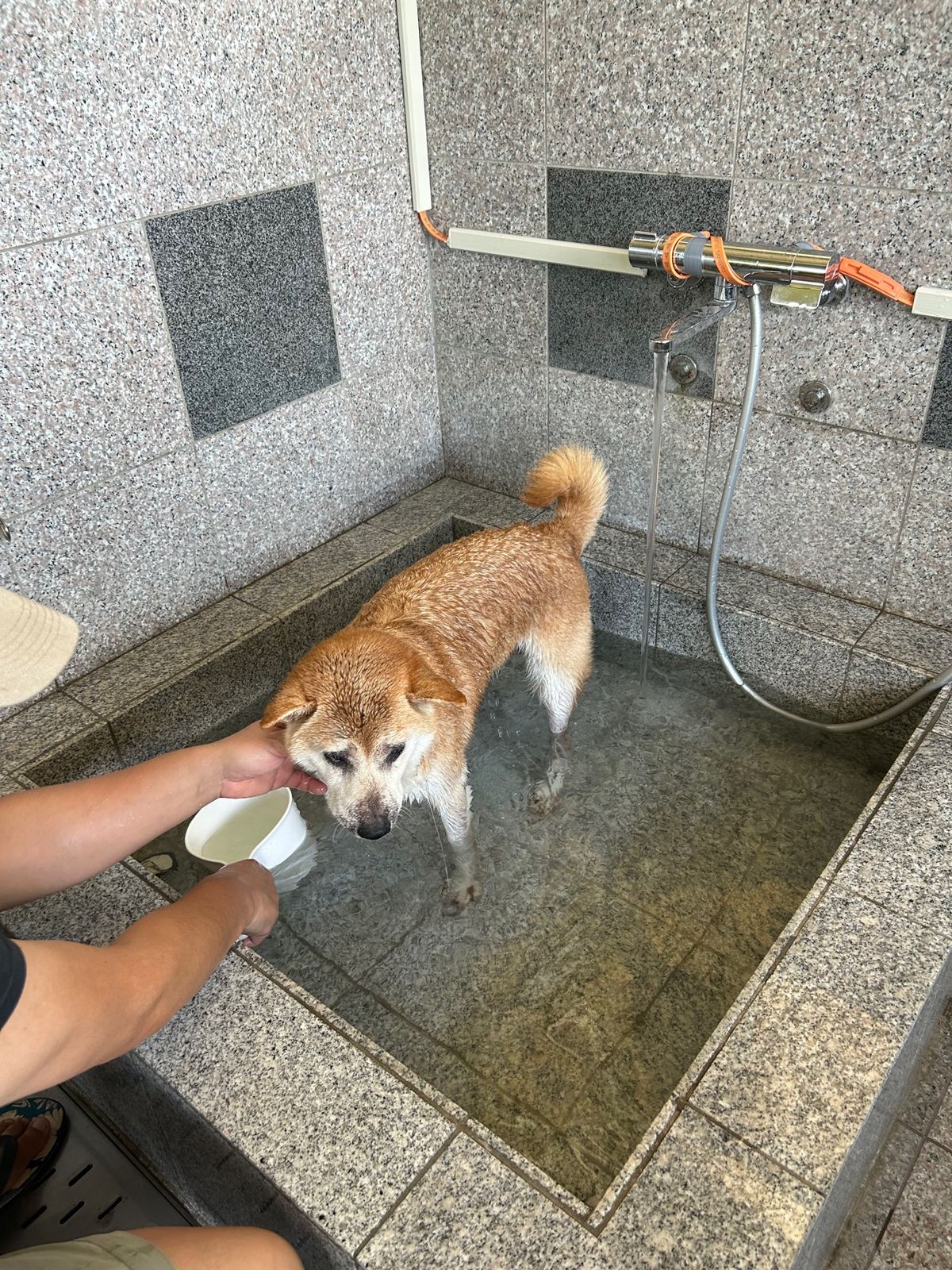 ワンコの温泉「スパドッグラン秩父」さん。
お隣には人間の日帰り温泉「梵の湯...