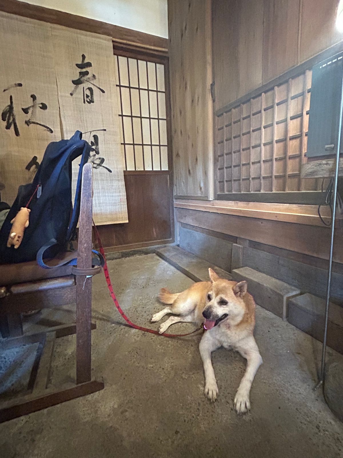 石窯ピザの「ビラパワ」さん。TVで観て行きたいと思っていたお店。テラス席と...