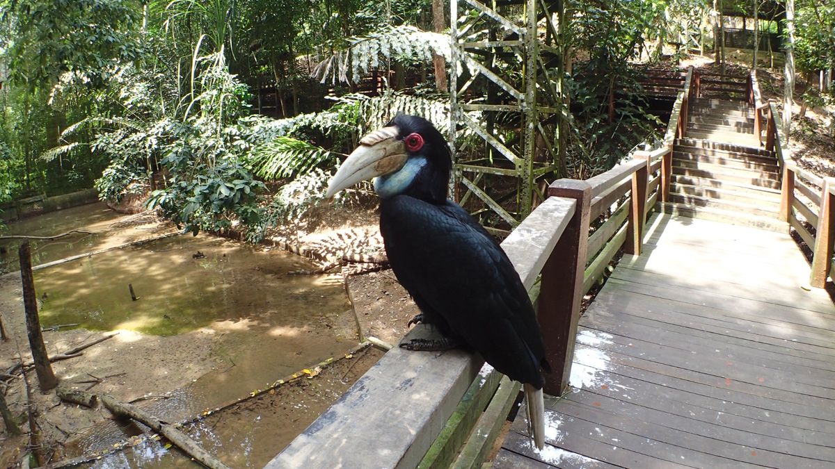 【ロッカウィ動物園】