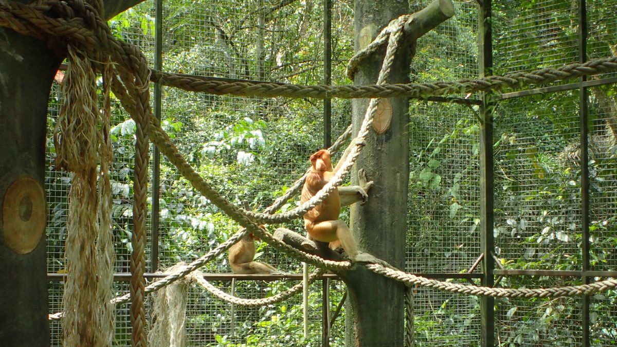 【ロッカウィ動物園】