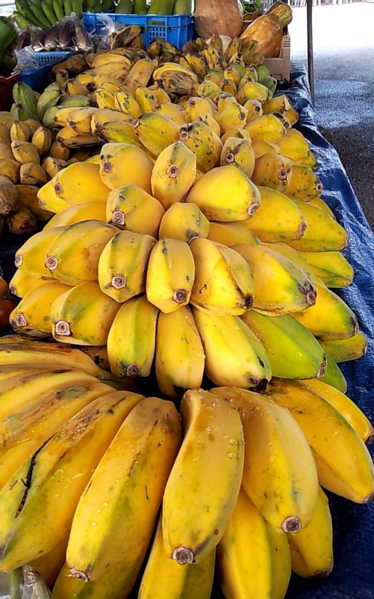 【たて画像：snap】