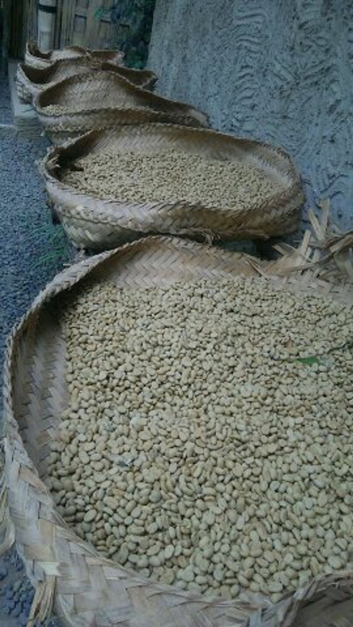 snap/ジャコウネココーヒー