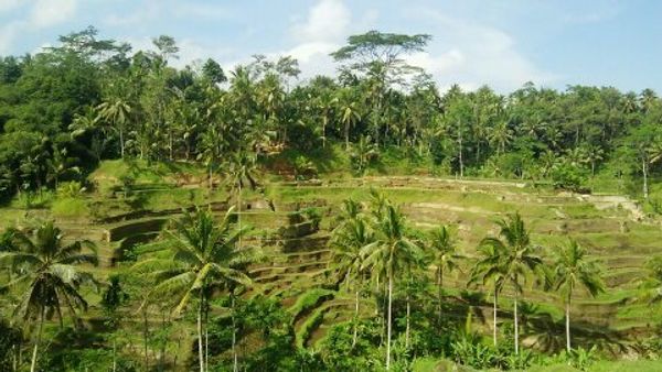 インドネシア・バリ　クタ　ウブド「バリ」の写真：snap/ウブド