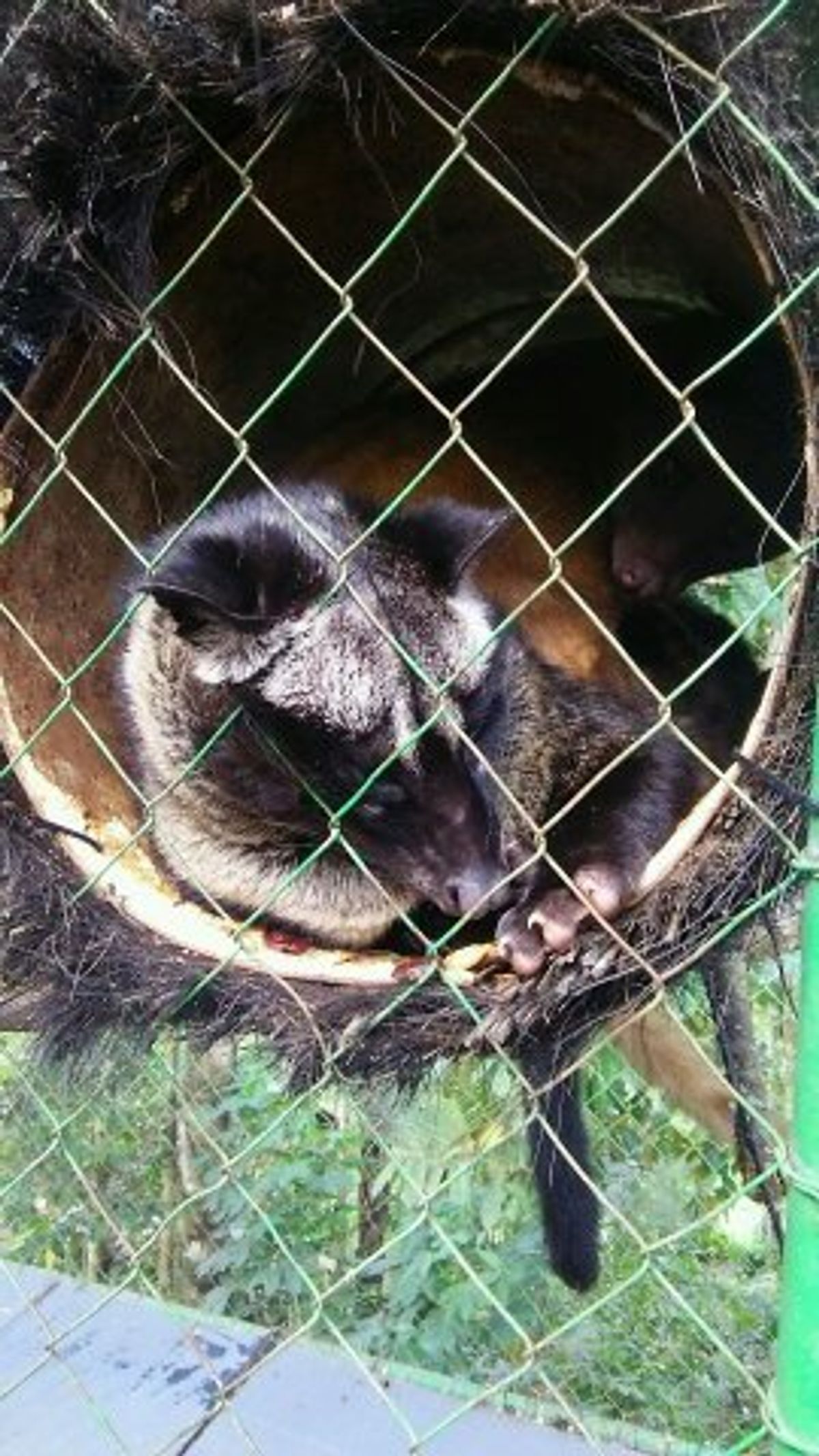 snap/ジャコウネココーヒー