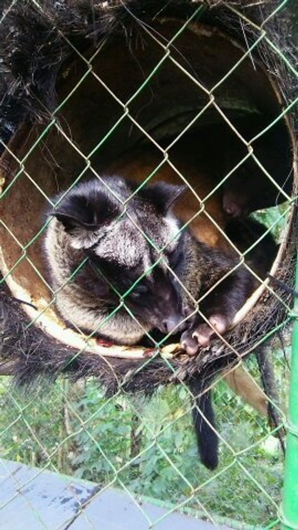 インドネシア・バリ　クタ　ウブド「バリ」の写真：snap/ジャコウネココーヒー