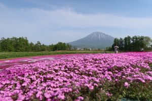 ランチの後は、倶知安にある三島さんの芝桜を見学し、京極名水プラザでクレミア...