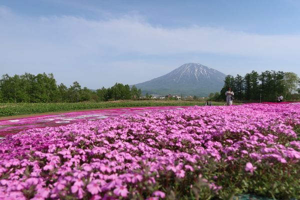 日本・ニセコ「北海道　小樽•寿都•ニセコ周辺グルメ旅」の写真：ランチの後は、倶知安にある三島さんの芝桜...