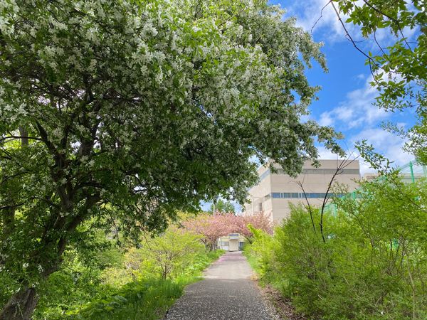 日本・ニセコ「北海道　小樽•寿都•ニセコ周辺グルメ旅」の写真：金曜日の午後からお休みをもらい、1人車で...