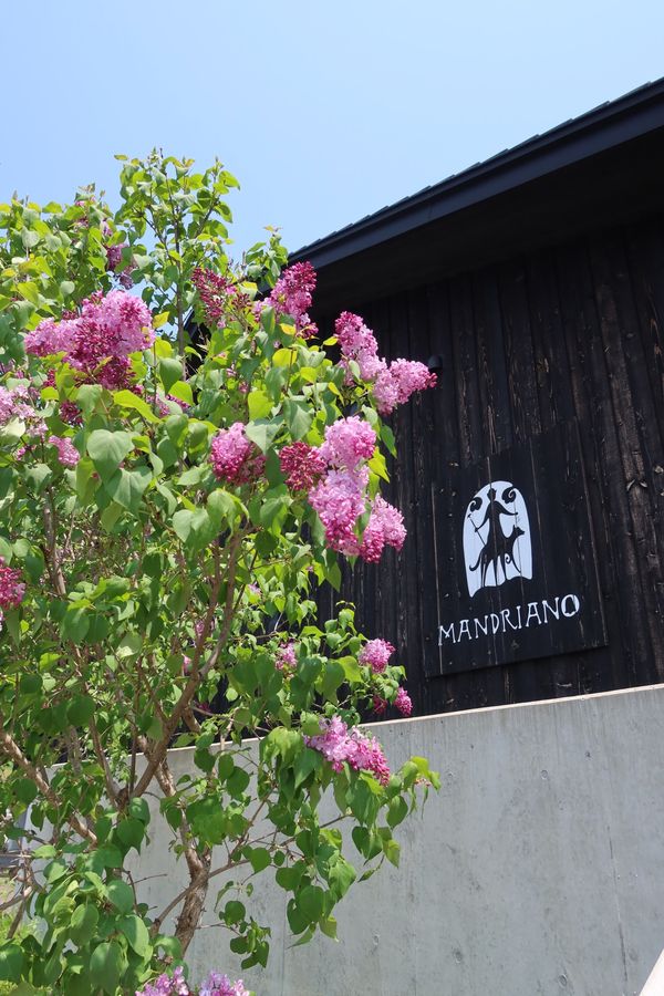 日本・ニセコ「北海道　小樽•寿都•ニセコ周辺グルメ旅」の写真：3日目
昨日道の駅で購入した葉物野菜のサ...
