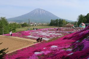 ランチの後は、倶知安にある三島さんの芝桜を見学し、京極名水プラザでクレミア...