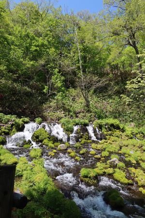 京極ふきだし公園の甘味処江守で水まんじゅうを食べたあと、お昼は名水うどん野...