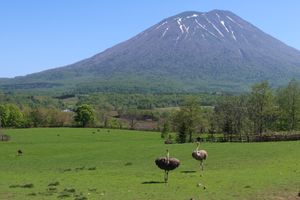 早朝から行動開始。小樽から寿都へ向かう。友人と合流し、しらす会館で生しらす...