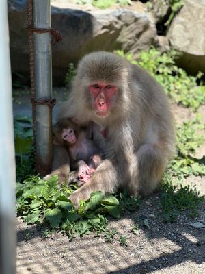 久々の温泉♨️猿見て山登って毎日歩いてた！